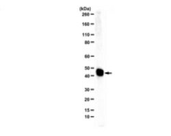 FcRn (FCGRT) Rabbit anti-Mouse, Polyclonal, MilliporeSigma:Antibodies:Primary